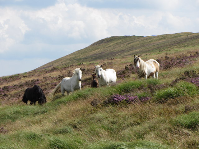 wild horses Gareth James